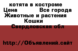 котята в костроме › Цена ­ 2 000 - Все города Животные и растения » Кошки   . Свердловская обл.